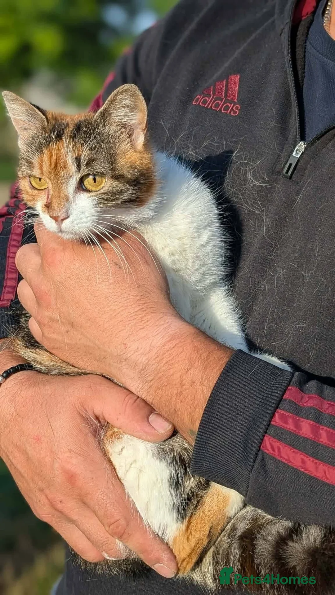 Mixed Breed cats for adoption: Willow for adoption in Doncaster - Advert 2