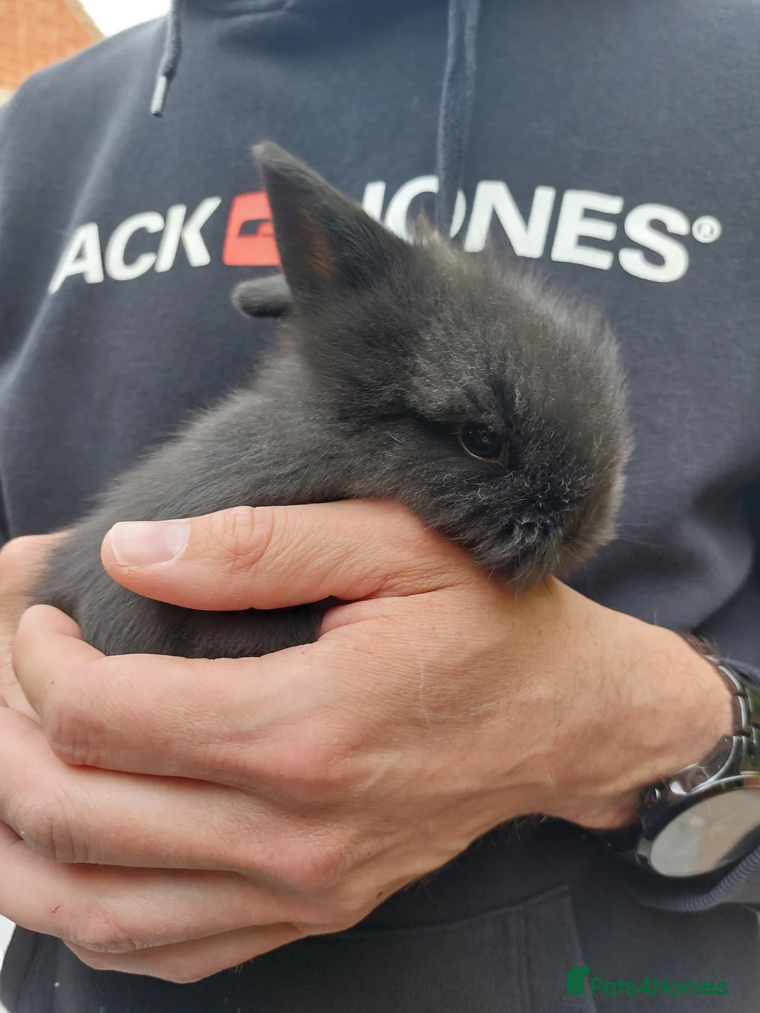 Lionhead rabbits for sale: Gorgeous Lionhead bunny in Worcester - Advert 5