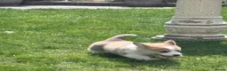 Welsh Corgi Pembroke dogs for sale: KC registered corgi puppy - Advert 13