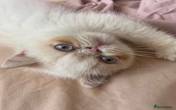 Exotic cats for sale: Flame point colour point  - Image 3