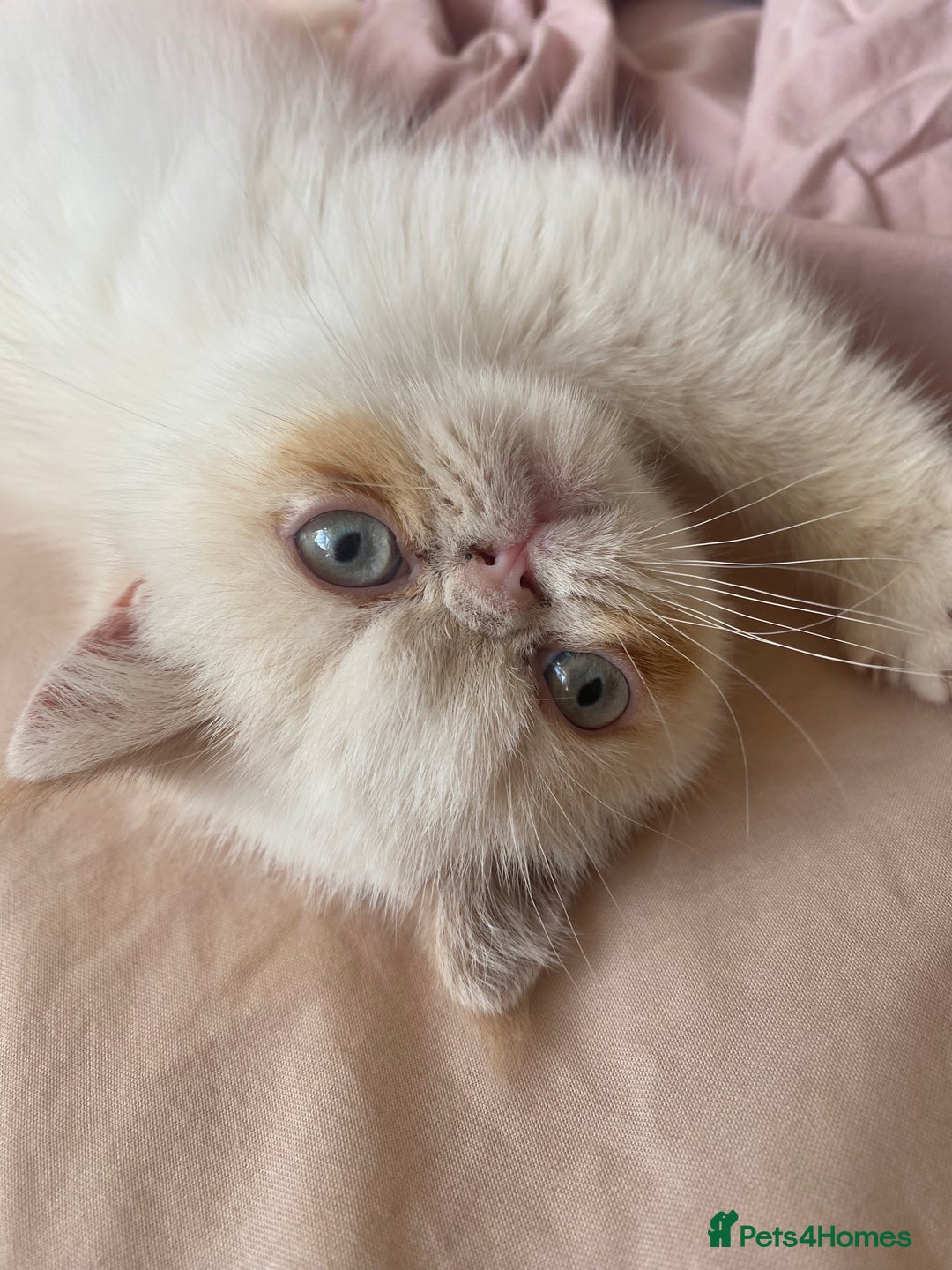 Exotic cats for sale: Flame point colour point  - Image 3