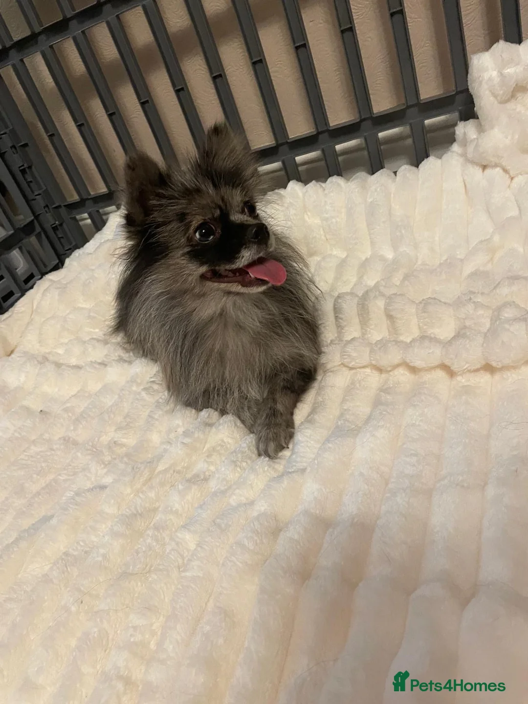 Pomchi dogs for sale: Beautiful Merle Pomeranian Female 13 Months - Advert 9