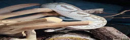 Python Snake reptiles for sale: 3 year old mahavi orange dream bull python  in Hemel Hempstead - Advert 2