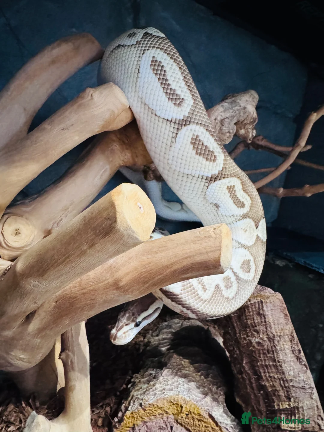 Python Snake reptiles for sale: 3 year old mahavi orange dream bull python  in Hemel Hempstead - Advert 2