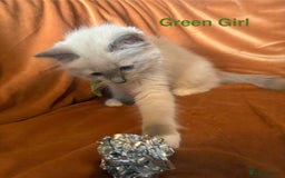 Ragdoll cats for sale: Adorable pure Ragdoll kittens boys and girls - Image 6