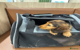 Dachshund dogs for sale: KC Registered Quality Mini Dachshunds long hair  - Image 34