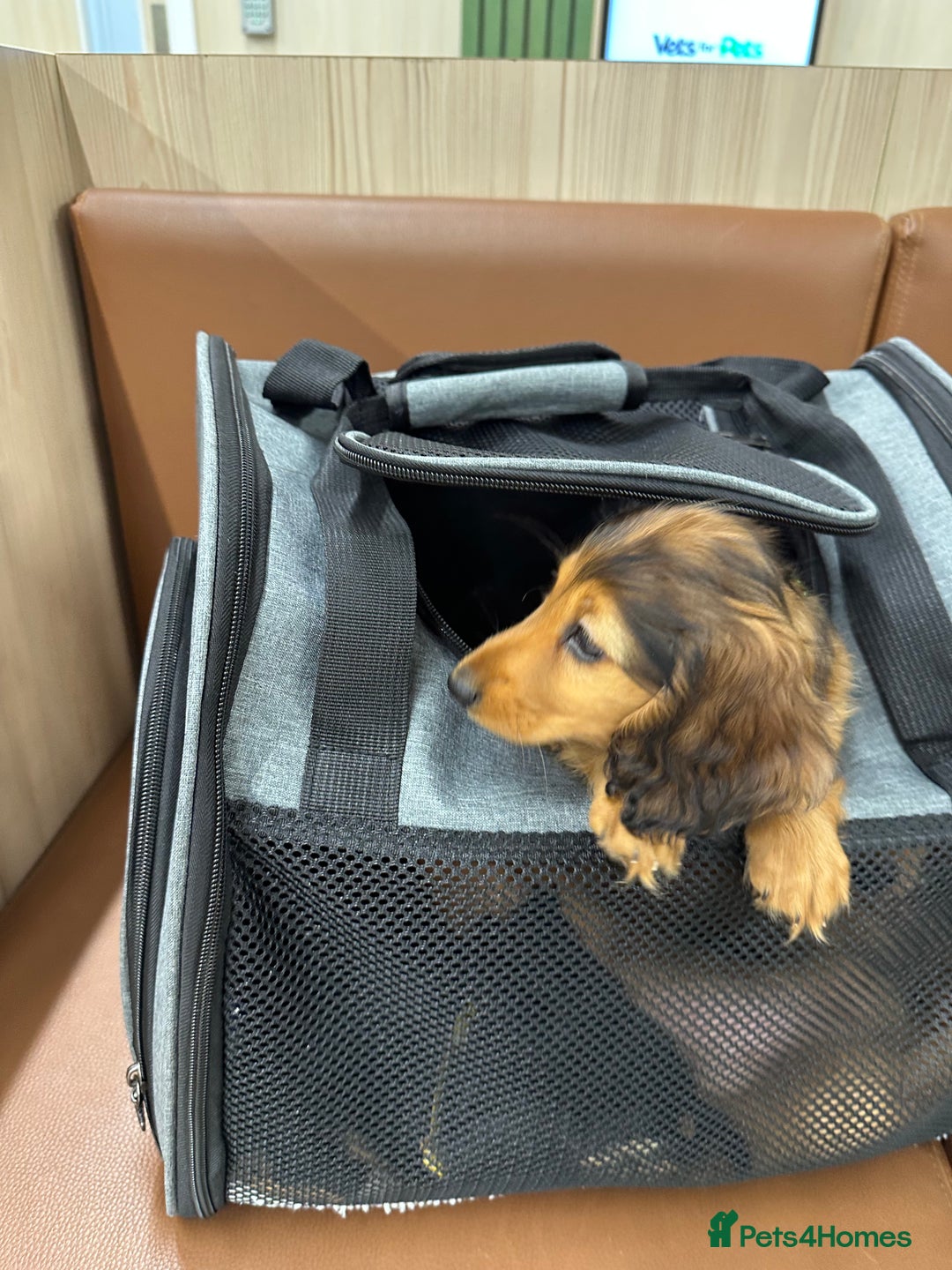 Dachshund dogs for sale: KC Registered Quality Mini Dachshunds long hair  - Image 34