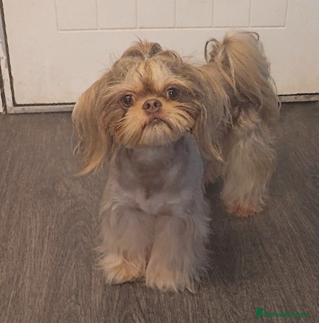 Shih Tzu dogs for stud: Stunning Lavender Dobie Shih Tzu in Motherwell - Image 2