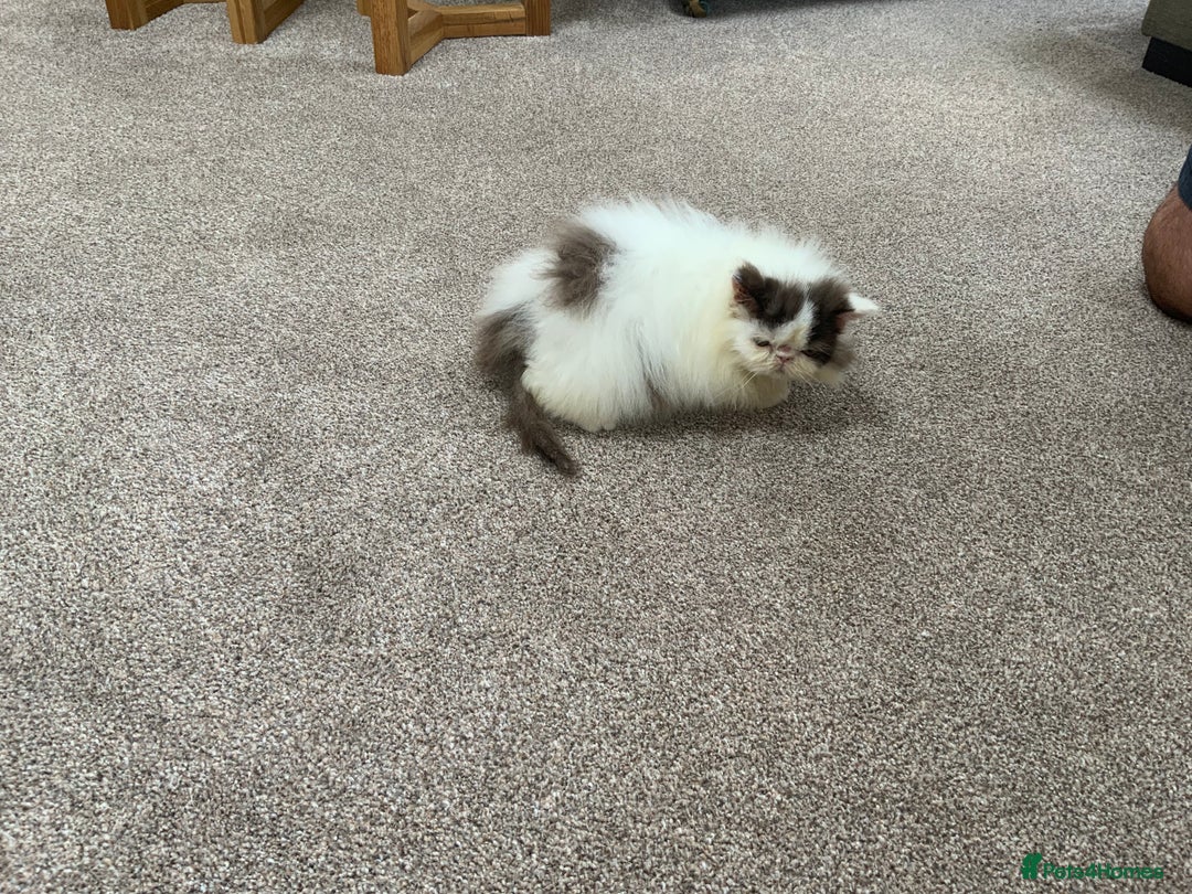 Persian cats for sale: 2 very unique colour Persian boys  - Image 3