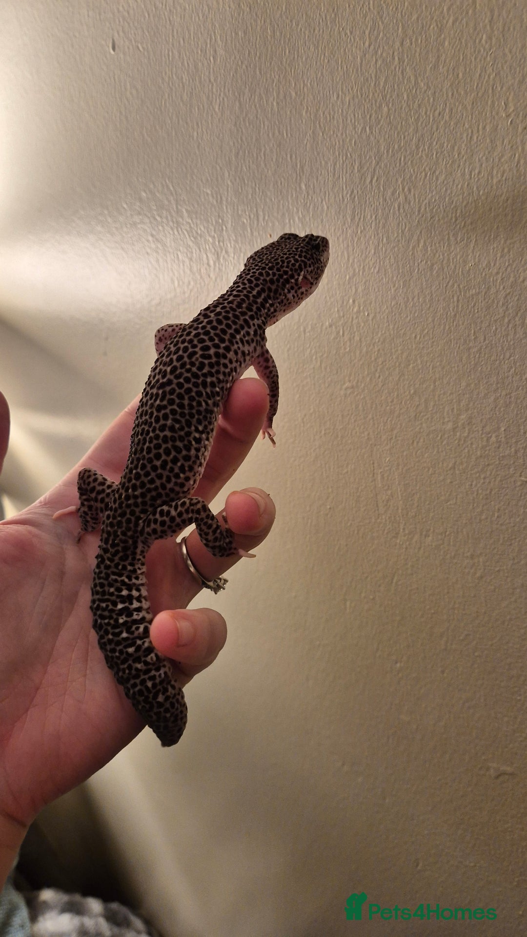 Leopard Gecko reptiles for sale: Breeding pair of super/ mack snow leopard geckos - Advert 7