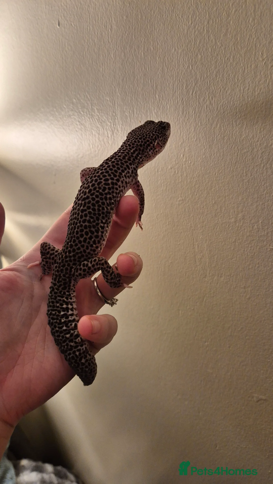 Leopard Gecko reptiles for sale: Breeding pair of super/ mack snow leopard geckos - Advert 7