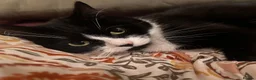 Mixed Breed cats for adoption: Bella is a Playful & Affectionate Kitten - Advert 5
