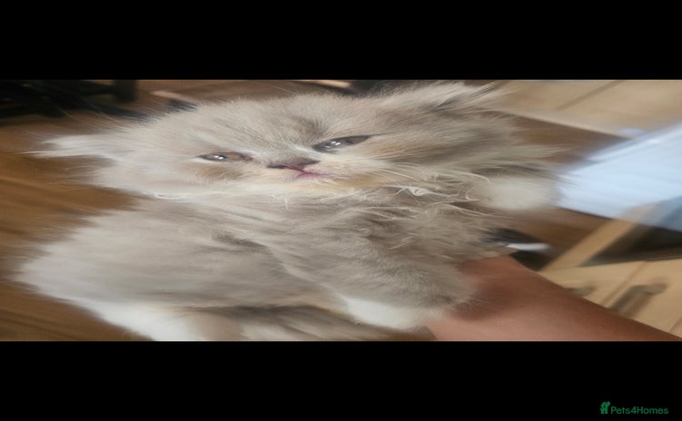 British Longhair cats - Advert 1