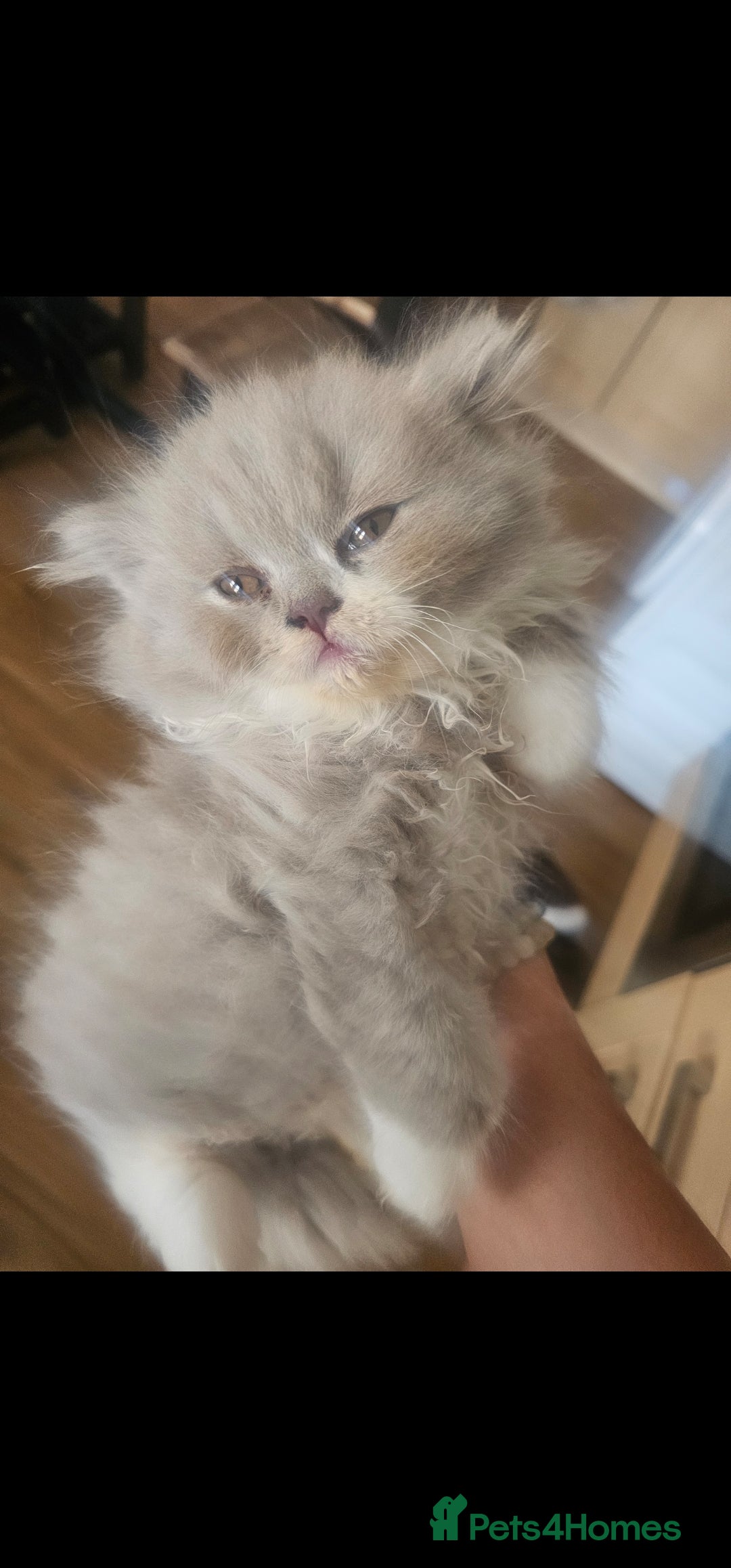 British Longhair cats for sale: British shorthair and longhair  - Image 1