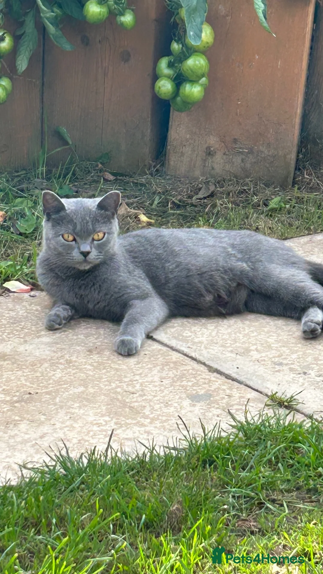 British Shorthair cats for sale: Blue British short hair  in Colchester - Advert 1