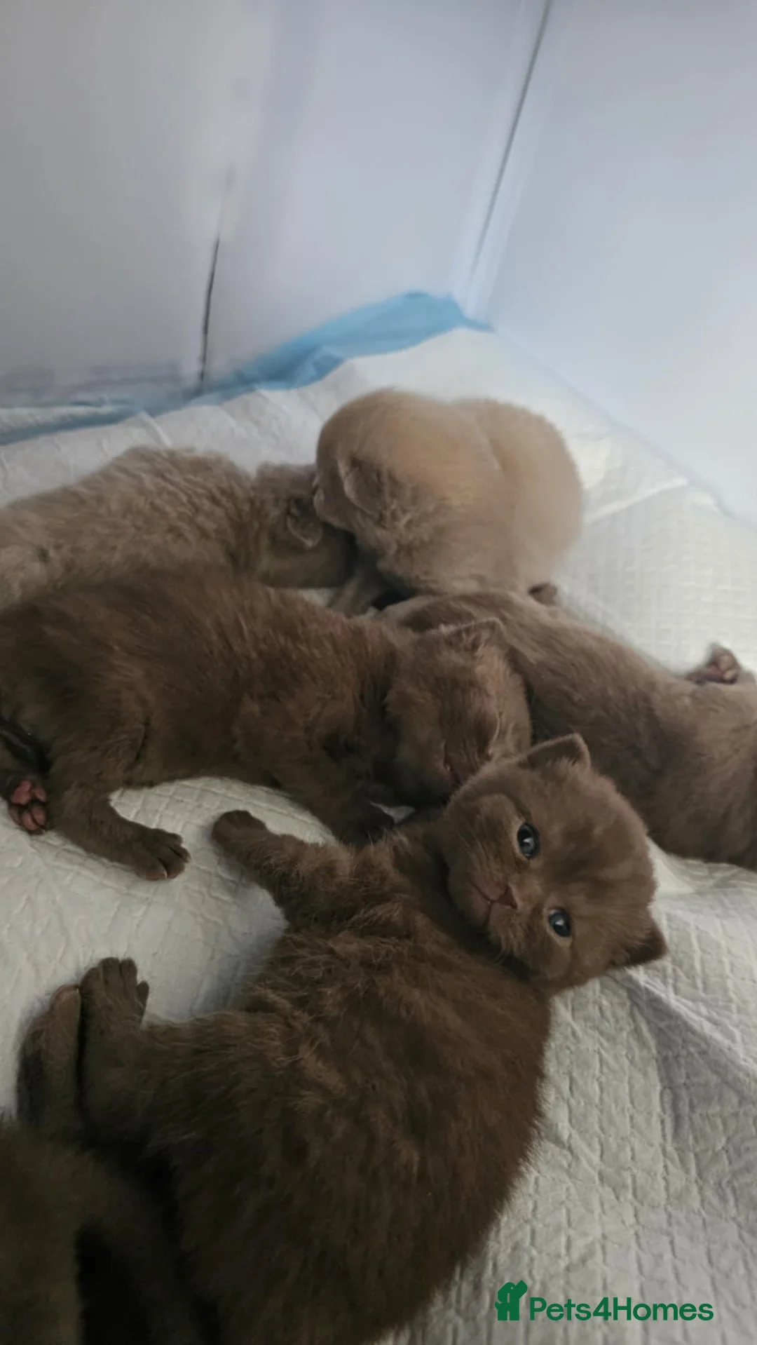 British Shorthair cats for sale: ✨ Stunning British Shorthair Kittens Available ✨ - Advert 18