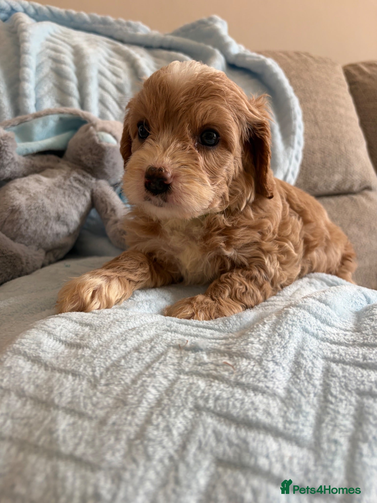 Cavapoo dogs Gorgeous F1B Cavapoo puppies - Advert 1
