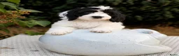 Cockapoo dogs for sale: F1 stunning cockapoos  - Advert 3