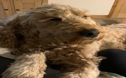 Cockapoo dogs for sale: 9 Beautiful Cockapoo Puppies For Sale - Image 12