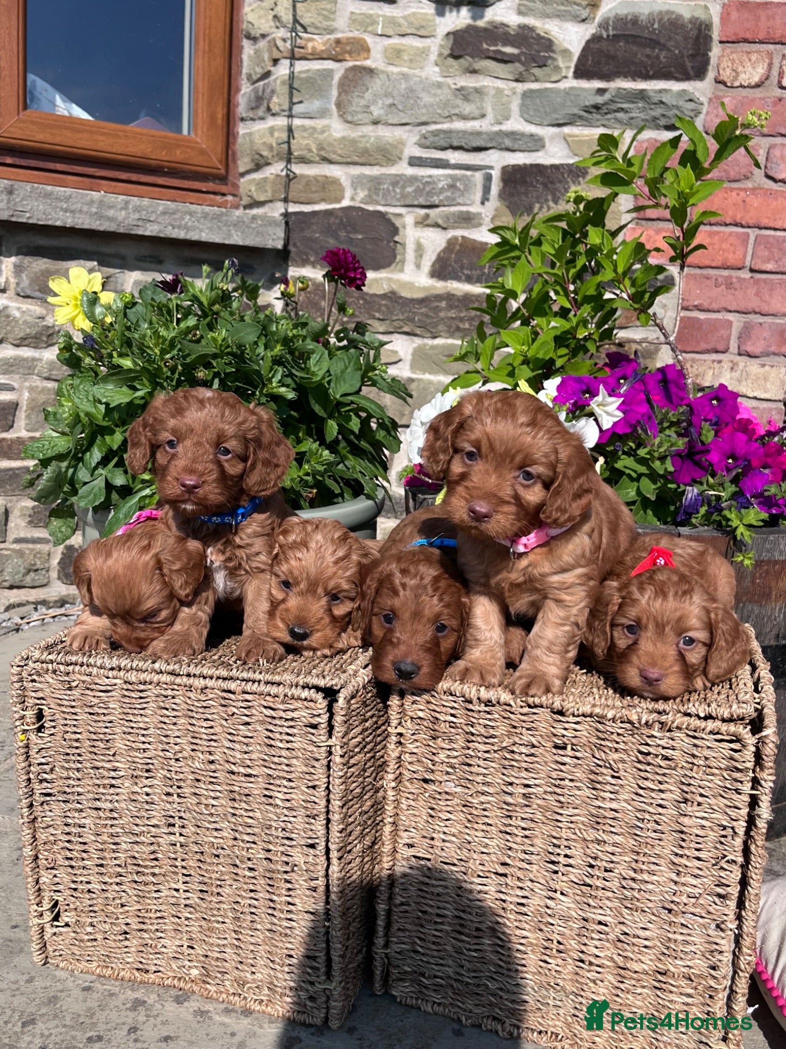 Cockapoo dogs Beautiful Toy Cockapoo Puppies (Health Tested)  - Advert 2