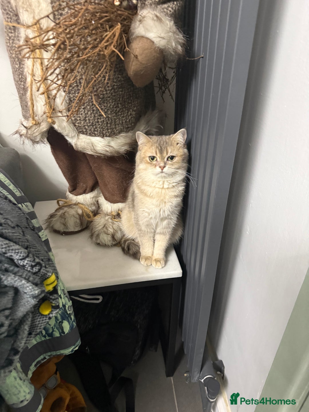 British Shorthair cats for sale: British shorthair blu golden ay 12 - Advert 4