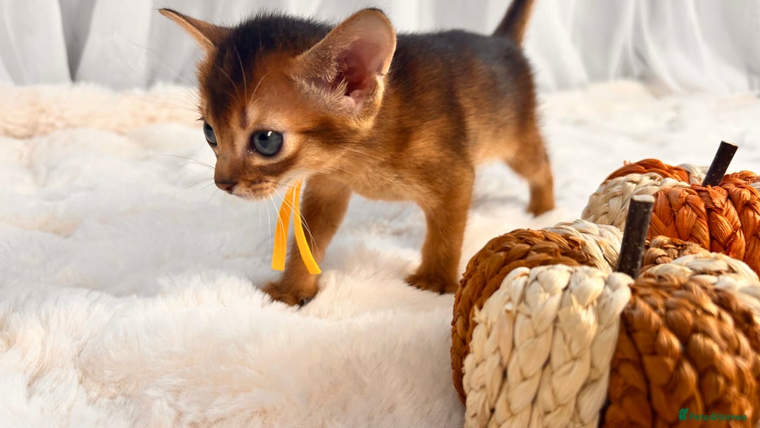 Abyssinian cats for sale: TICA champion line Abyssinian kittens  - Image 8