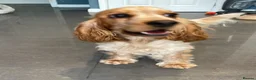 Cocker Spaniel dogs for sale: Stunning KC Pedigree Show type Cocker Spaniels - Advert 2