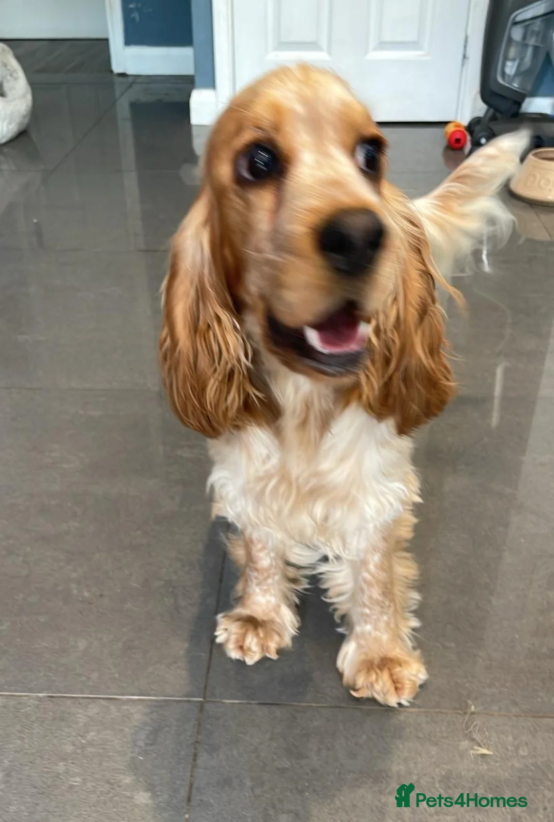 Cocker Spaniel dogs for sale: Stunning KC Pedigree Show type Cocker Spaniels - Advert 2