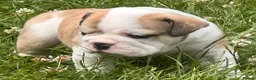 English Bulldog dogs for sale: HEALTH TESTED NEBBR REG OLDE ENGLISH BULLDOG PUPS - Advert 23