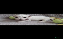 Bichon Frise dogs for sale: Beautiful Bichon Frise Litter 3M/1F – Puppy Pack - Image 11