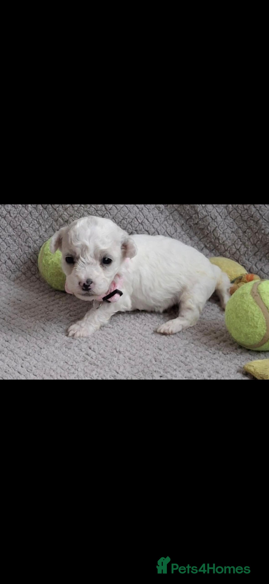 Bichon Frise dogs for sale: Beautiful Bichon Frise Litter 3M/1F – Puppy Pack - Image 11