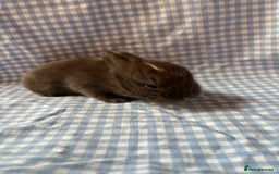 Mini Lop rabbits for sale: Pure bred mini lop babies  - Image 8