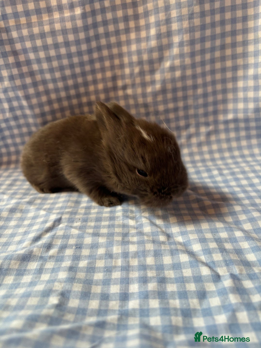 Mini Lop rabbits for sale: Pure bred mini lop babies  - Image 8