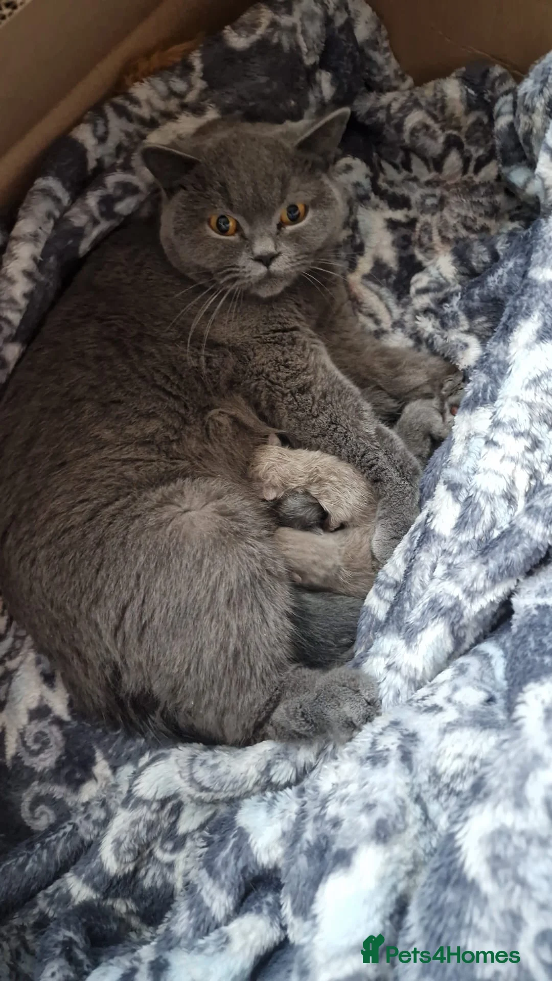 British Shorthair cats for sale: British shorthair kittens LAST BOY  - Advert 2