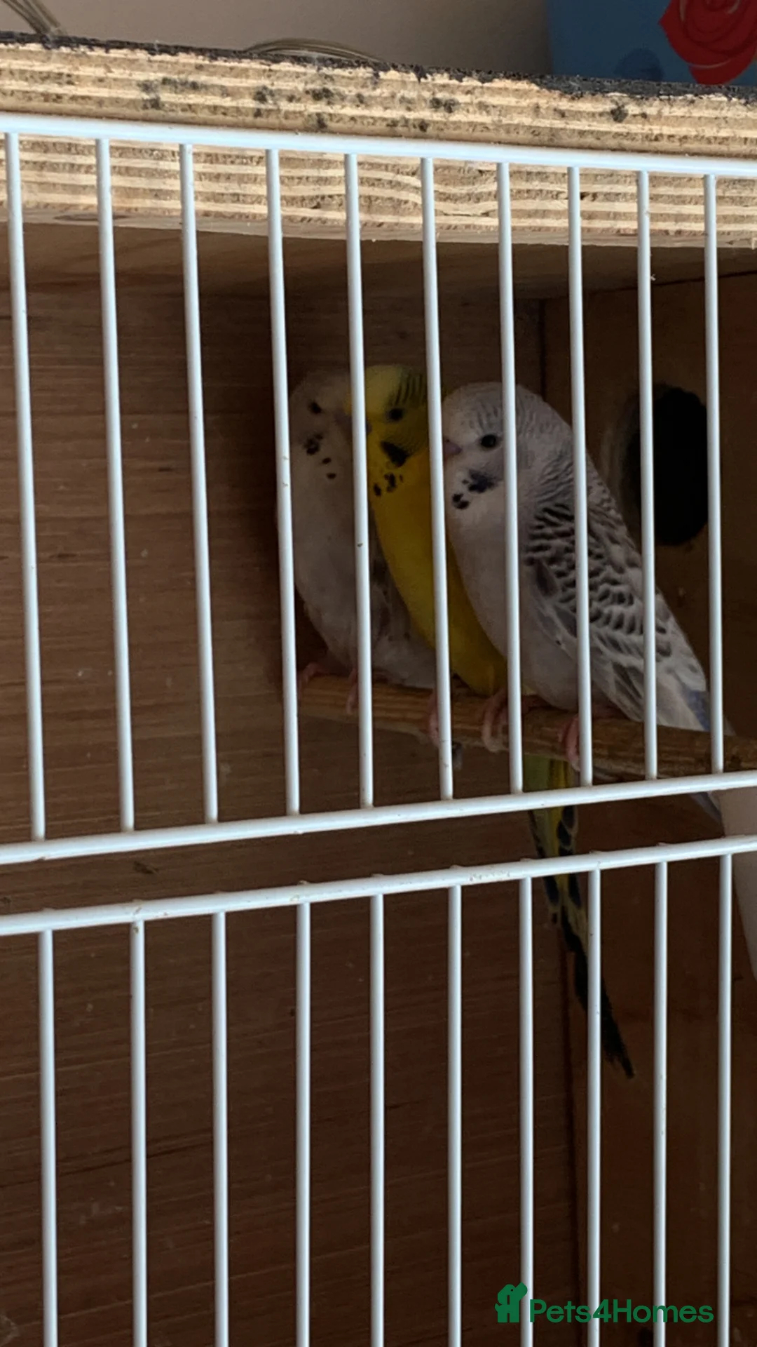 Budgerigars birds for sale: Baby Texas clear body  - Advert 9