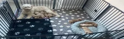 Double Doodle dogs for sale: Beautiful Double Doodles  - Advert 4