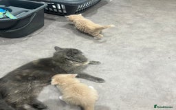 Ragdoll cats for sale: Persian x Ragdoll kittens - Image 15