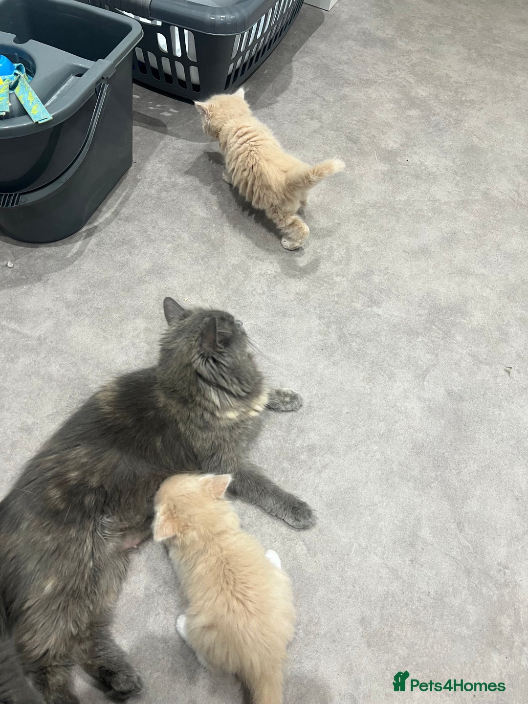 Ragdoll cats for sale: Persian x Ragdoll kittens - Image 15