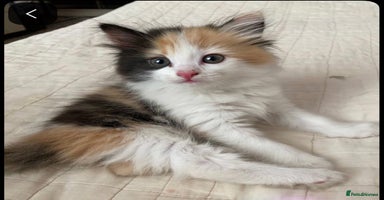 Mixed Breed cats - Advert 12