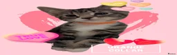 Mixed Breed cats for sale: Need to Go- Last Two, microchip included - Advert 26