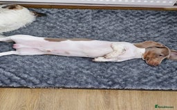 Dachshund dogs for sale: 2 Loving Miniature Dachshunds–Must Stay Together - Image 13