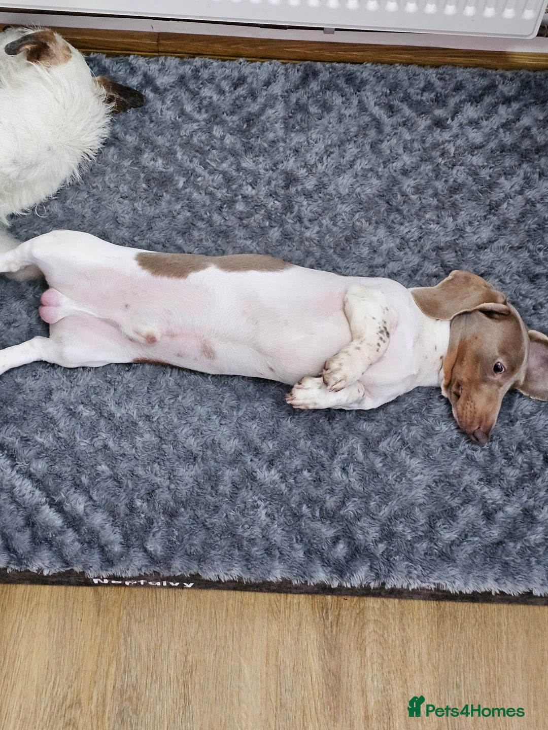 Dachshund dogs for sale: 2 Loving Miniature Dachshunds–Must Stay Together - Image 13