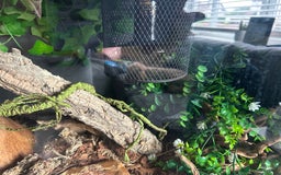 Corn Snake reptiles for sale: Corn snake and viv - Image 4