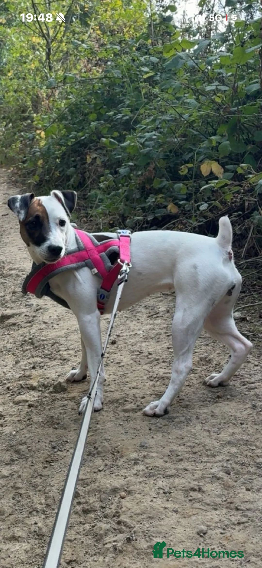 Plummer Terrier dogs for sale: Beautiful Plummer terriors  in Bradford - Advert 1