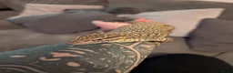 Monitor reptiles for sale: Ackie Monitor - Advert 2