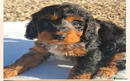 Cockapoo dogs for sale: Cockapoo puppies f1 Rare exceptional litter!!!!♥️ - Image 10