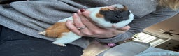 Guinea Pig rodents for sale: 2 beautiful baby girl guinea pigs - Advert 5