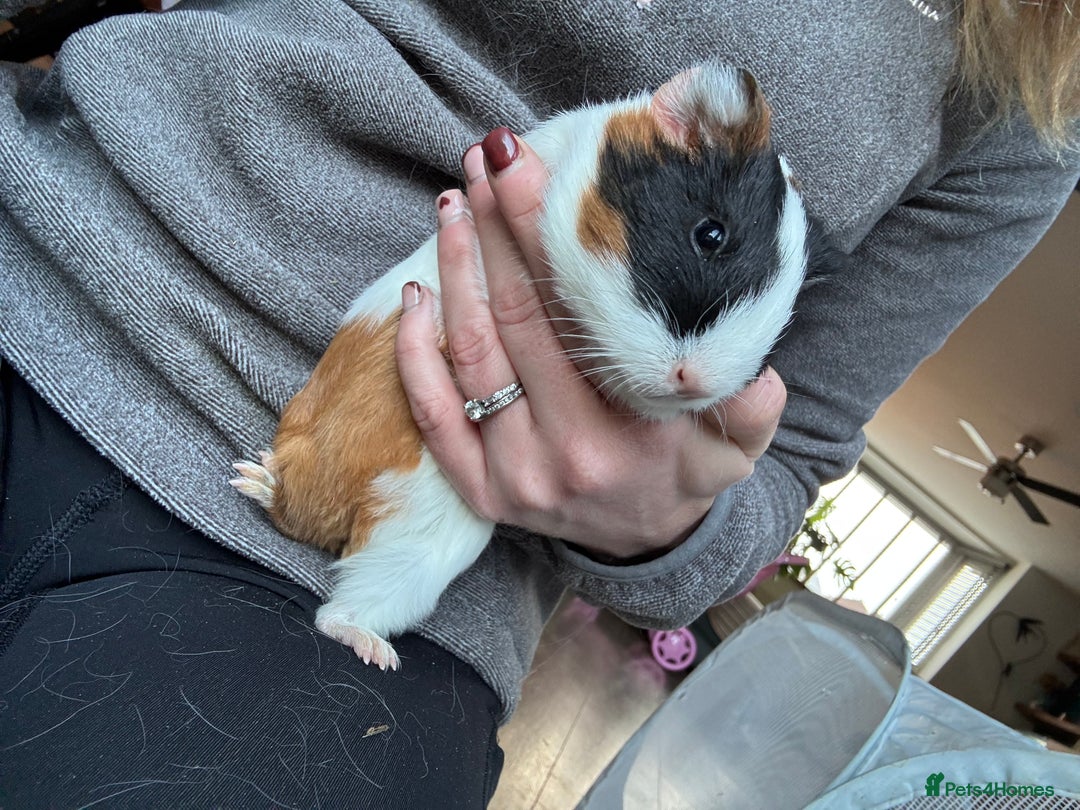 Guinea Pig rodents for sale: 2 beautiful baby girl guinea pigs - Advert 5