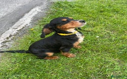 Cocker Spaniel dogs for sale: Lovely little tricolour lad - Image 2