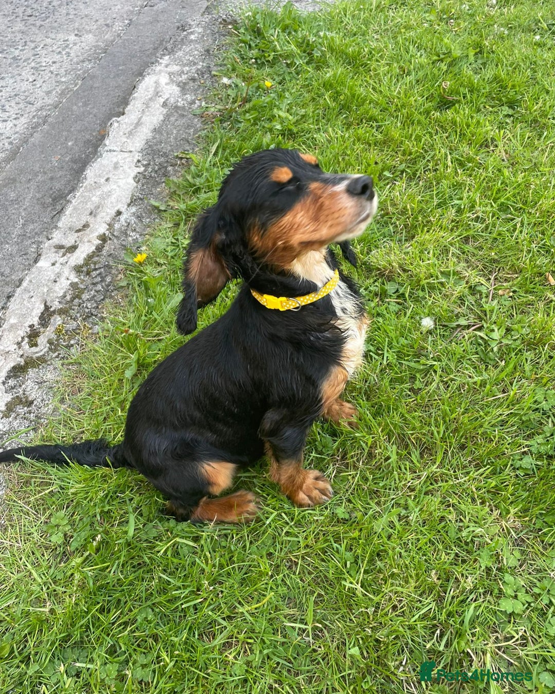 Cocker Spaniel dogs for sale: Lovely little tricolour lad - Image 2